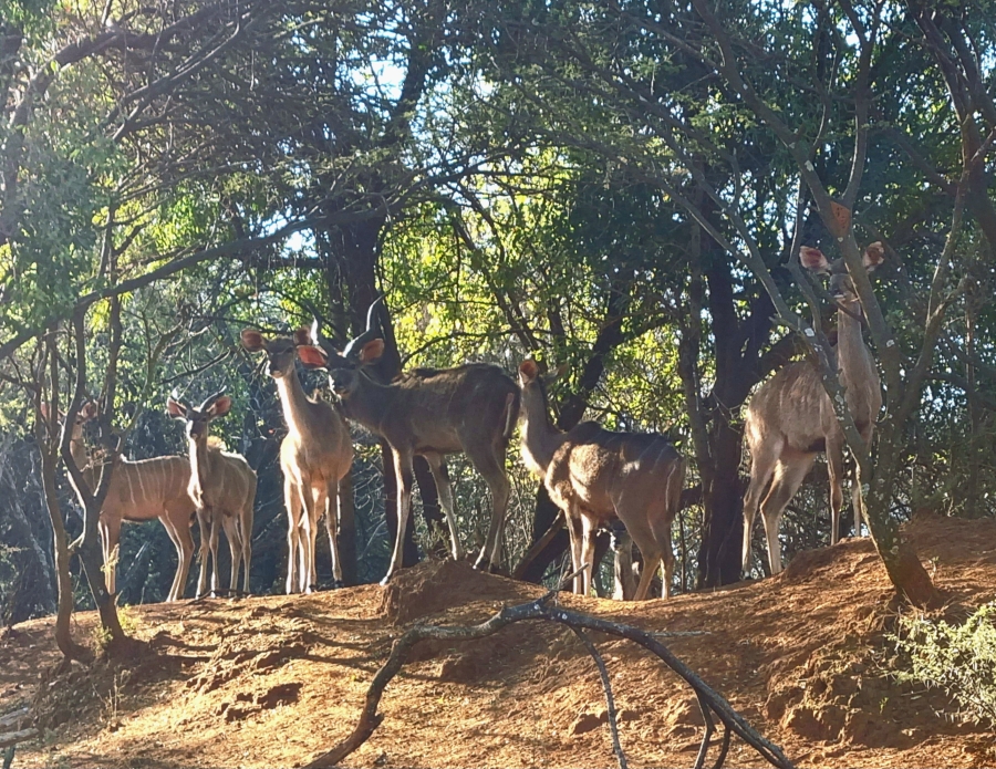 3 Bedroom Property for Sale in Koster North West